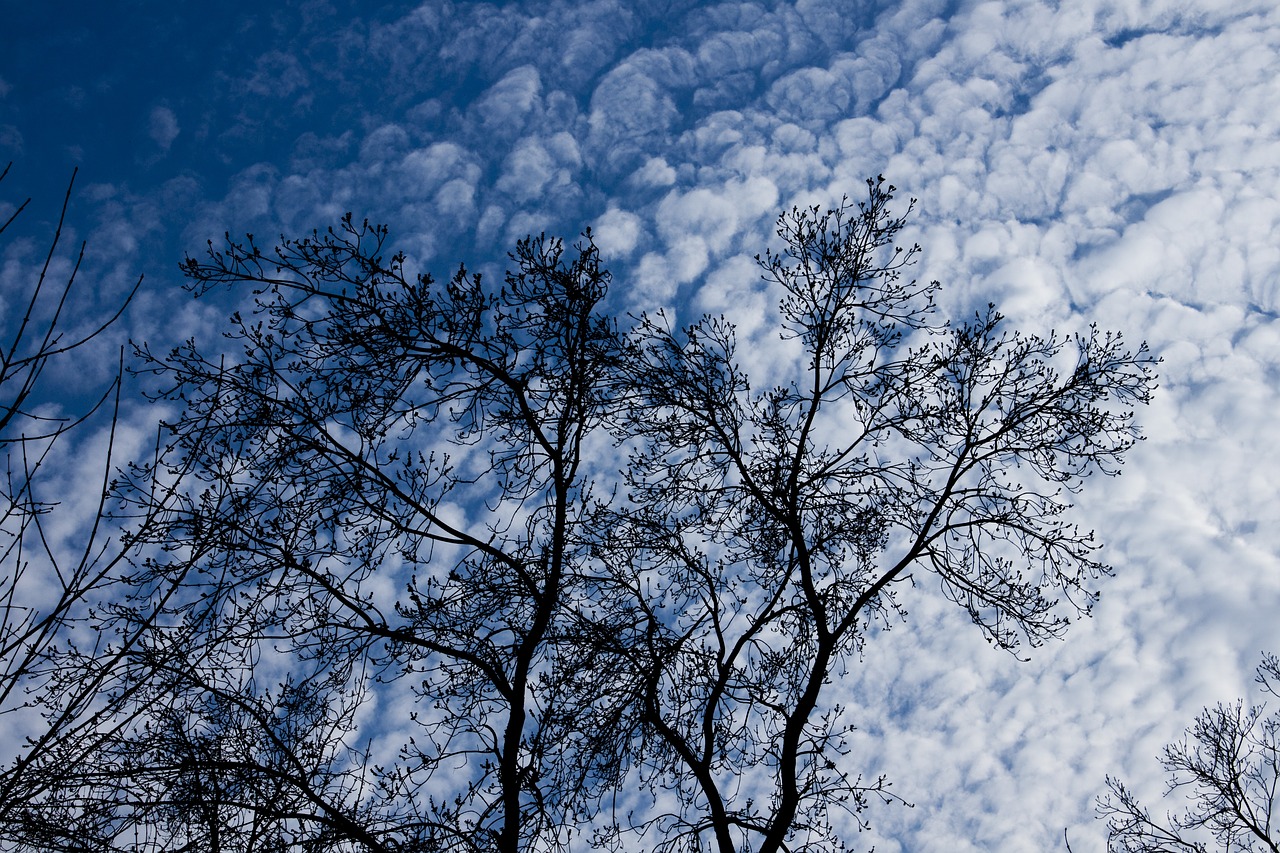 tree forest branch free photo