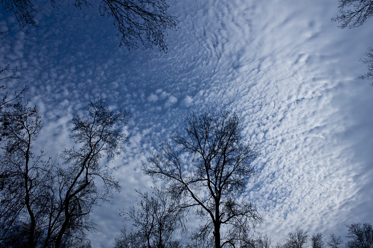 tree branch cloud free photo