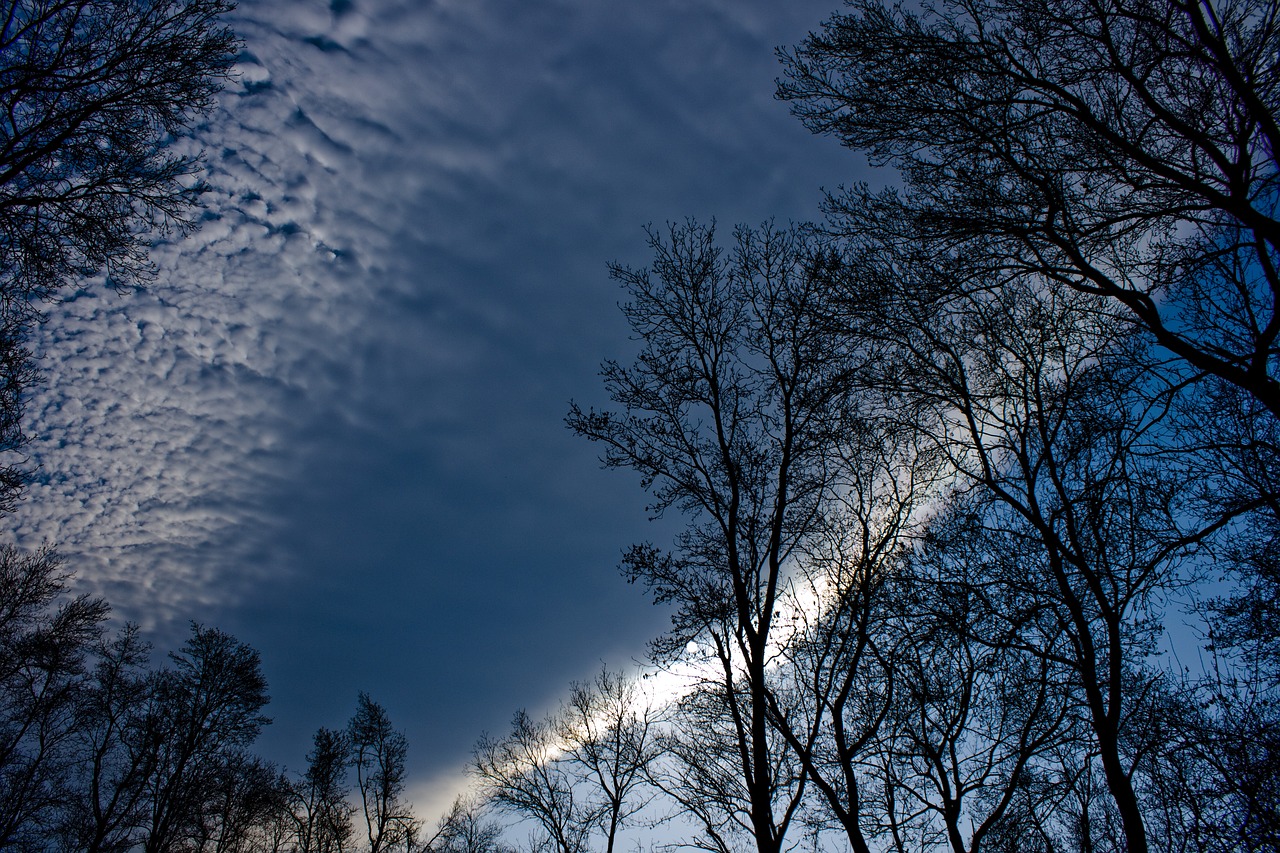 tree branch reverse light free photo