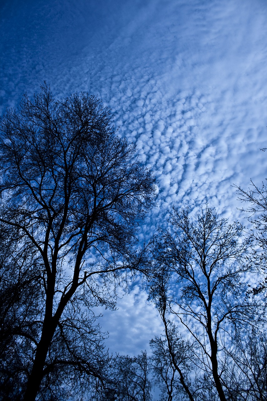 tree branch cloud free photo