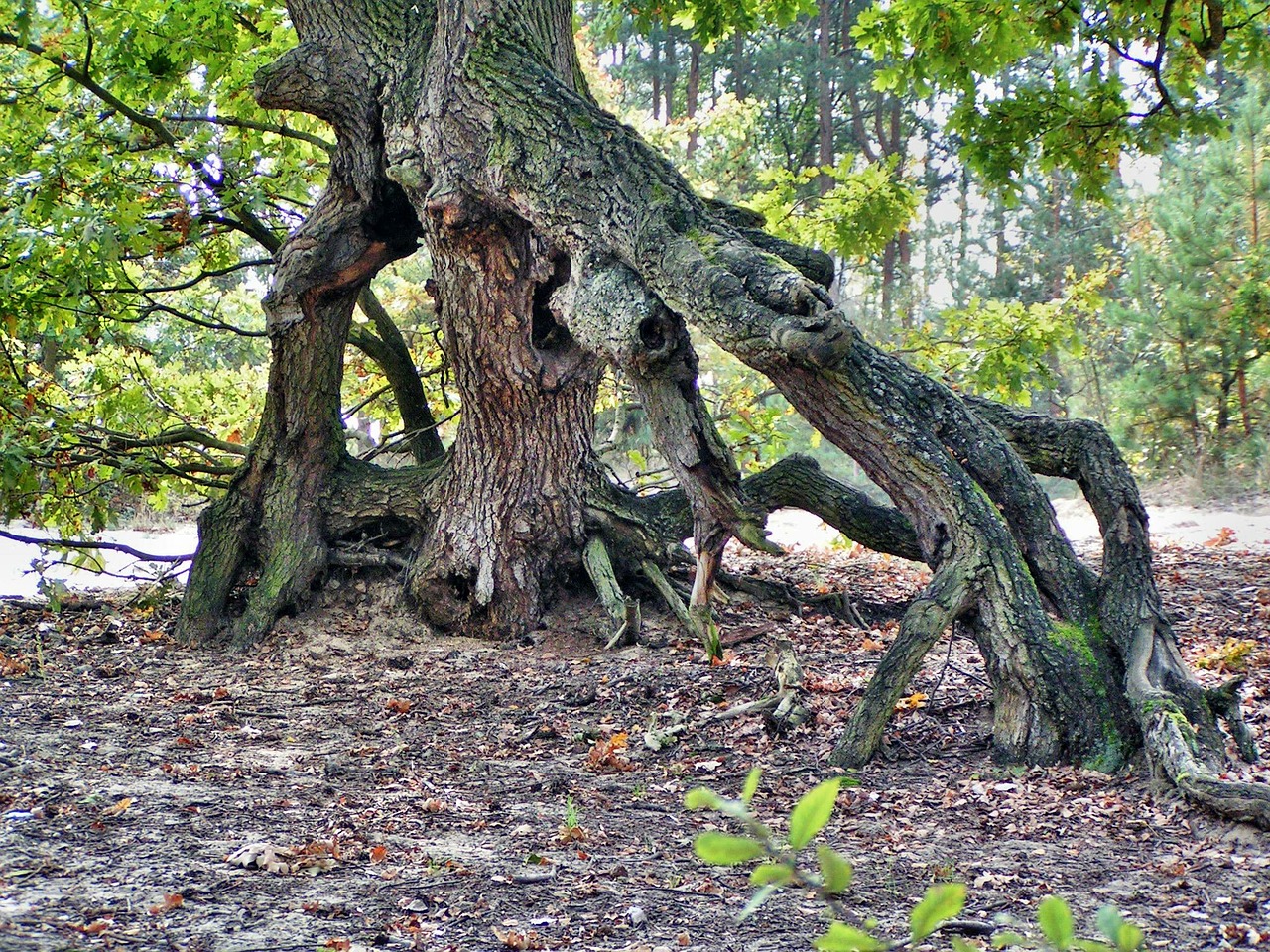 tree nature the roots of the free photo