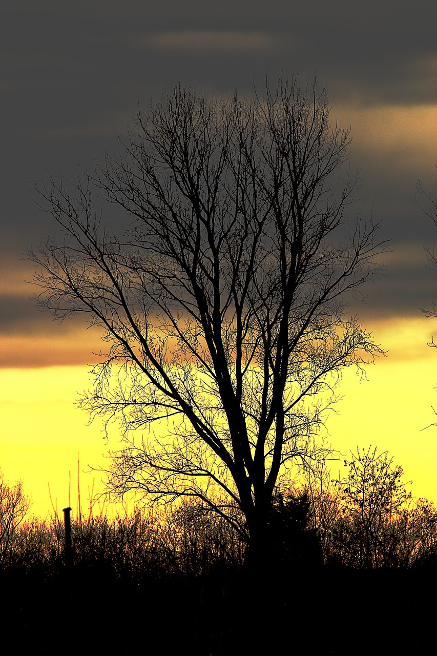 tree sky nature free photo