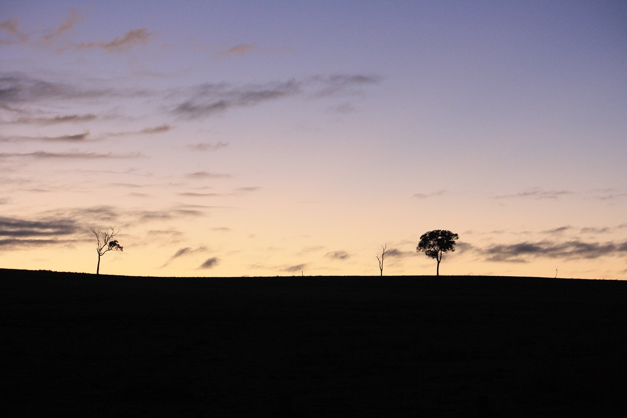 tree sunrise nature free photo