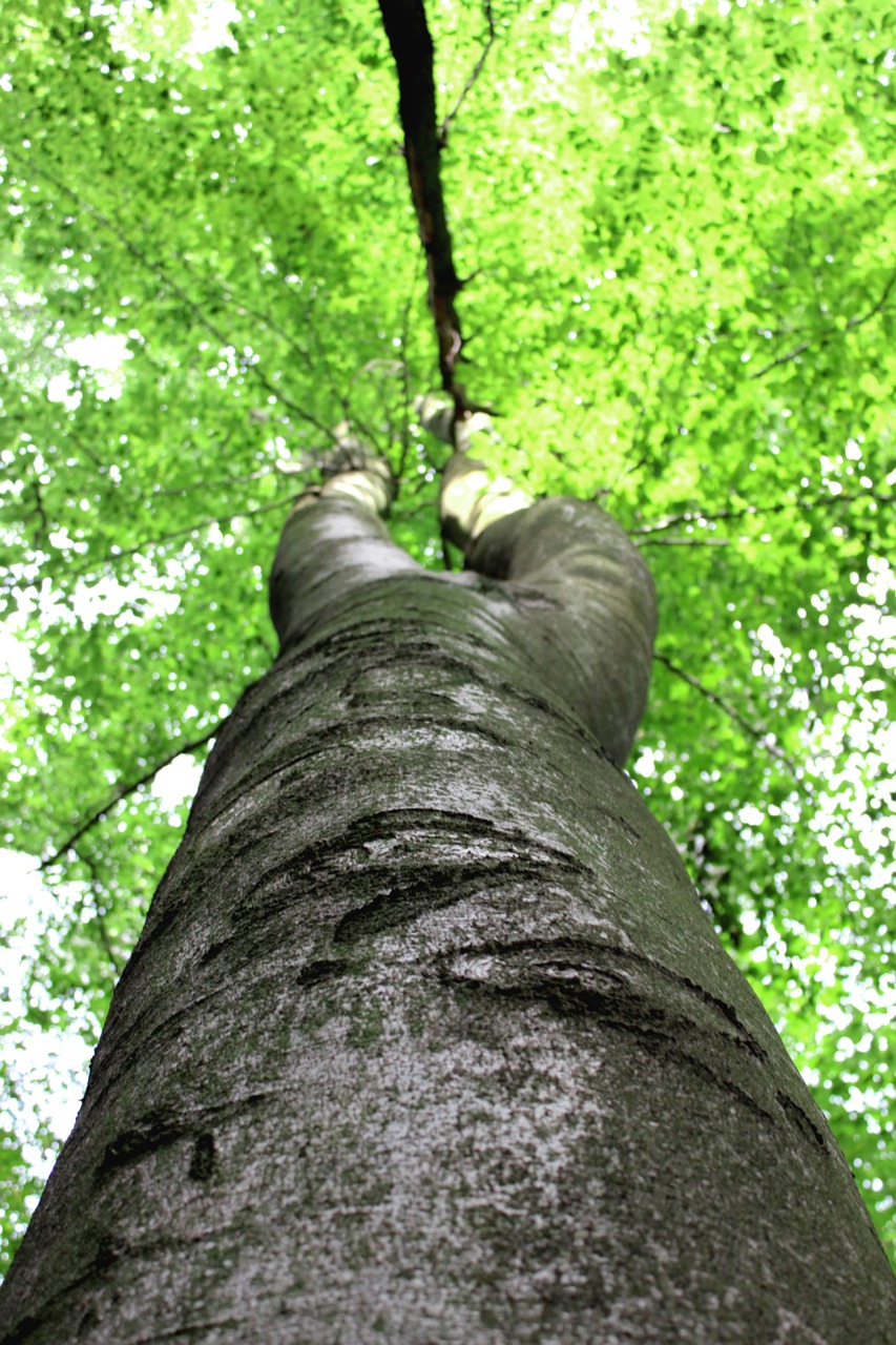 tree tribe leaves free photo