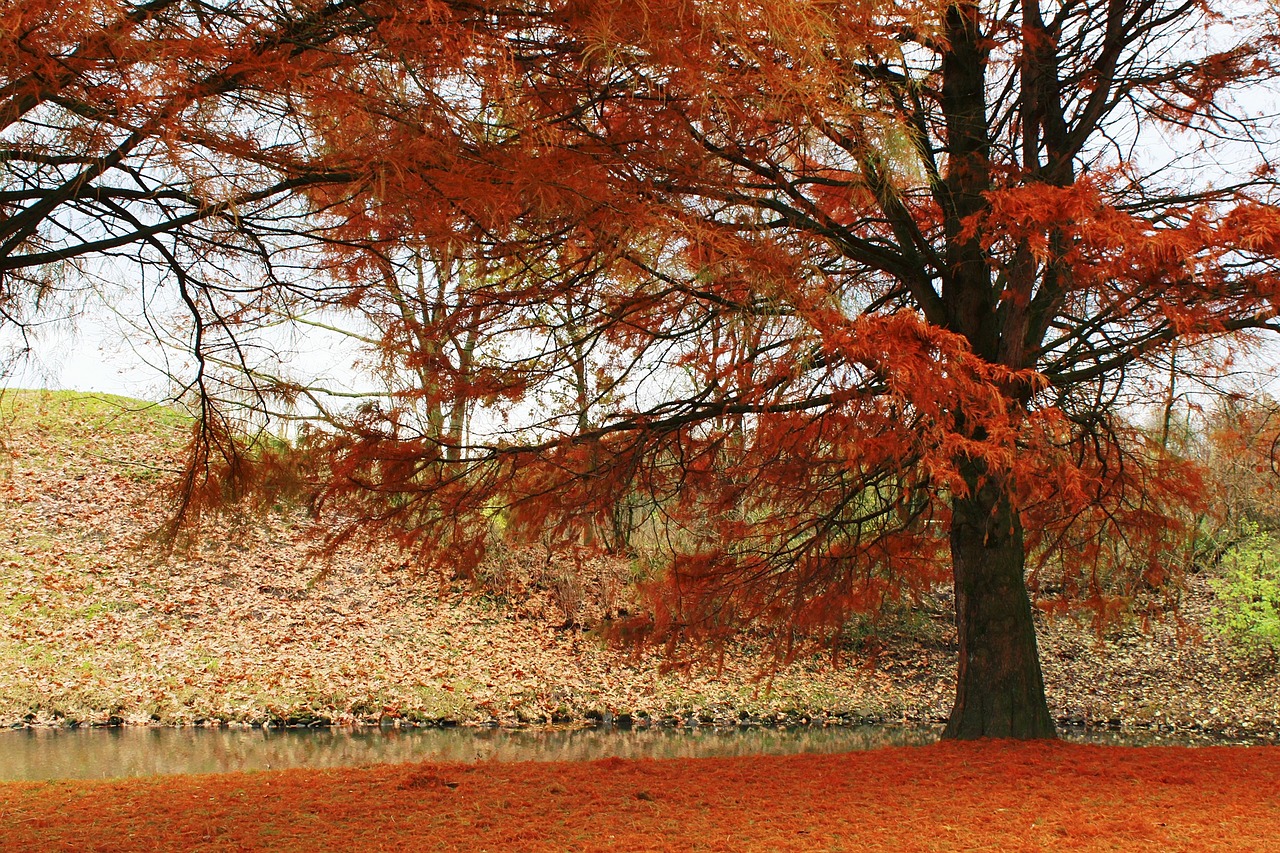 tree autumn red free photo