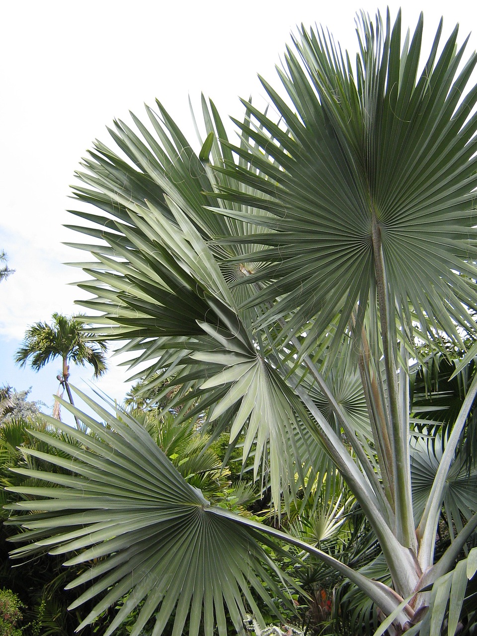 tree palm foliage free photo