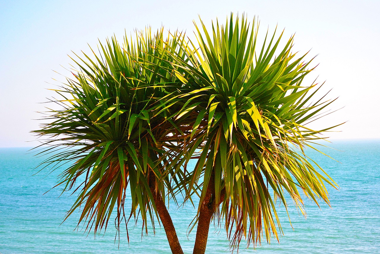 tree exotic tropical free photo