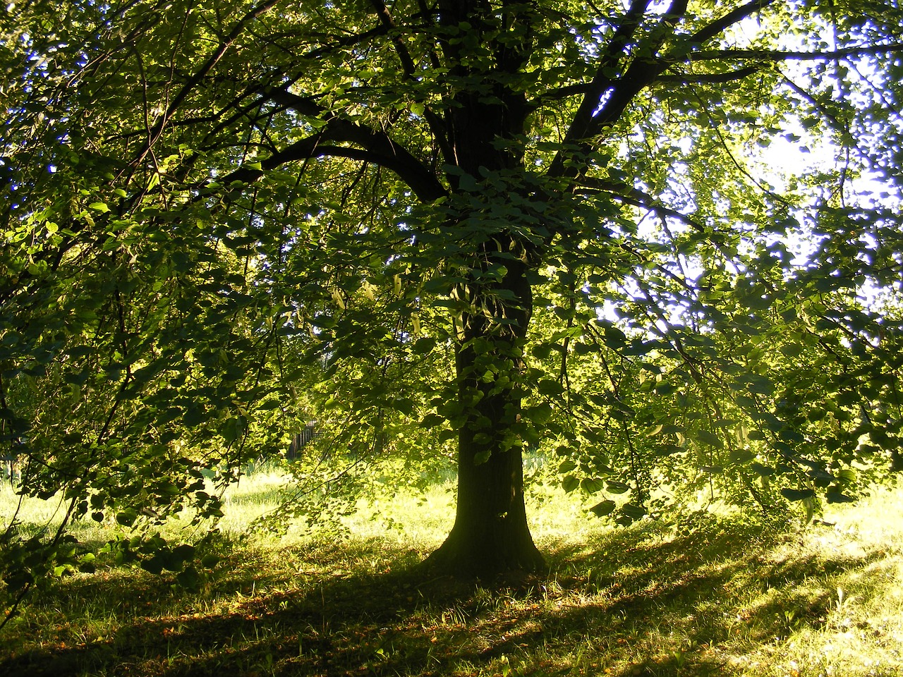 tree lime green free photo