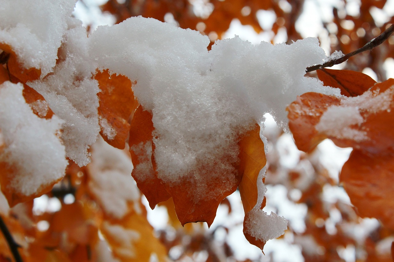 tree autumn winter free photo