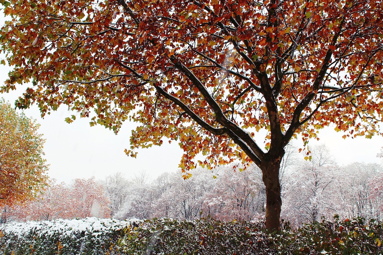 tree autumn winter free photo