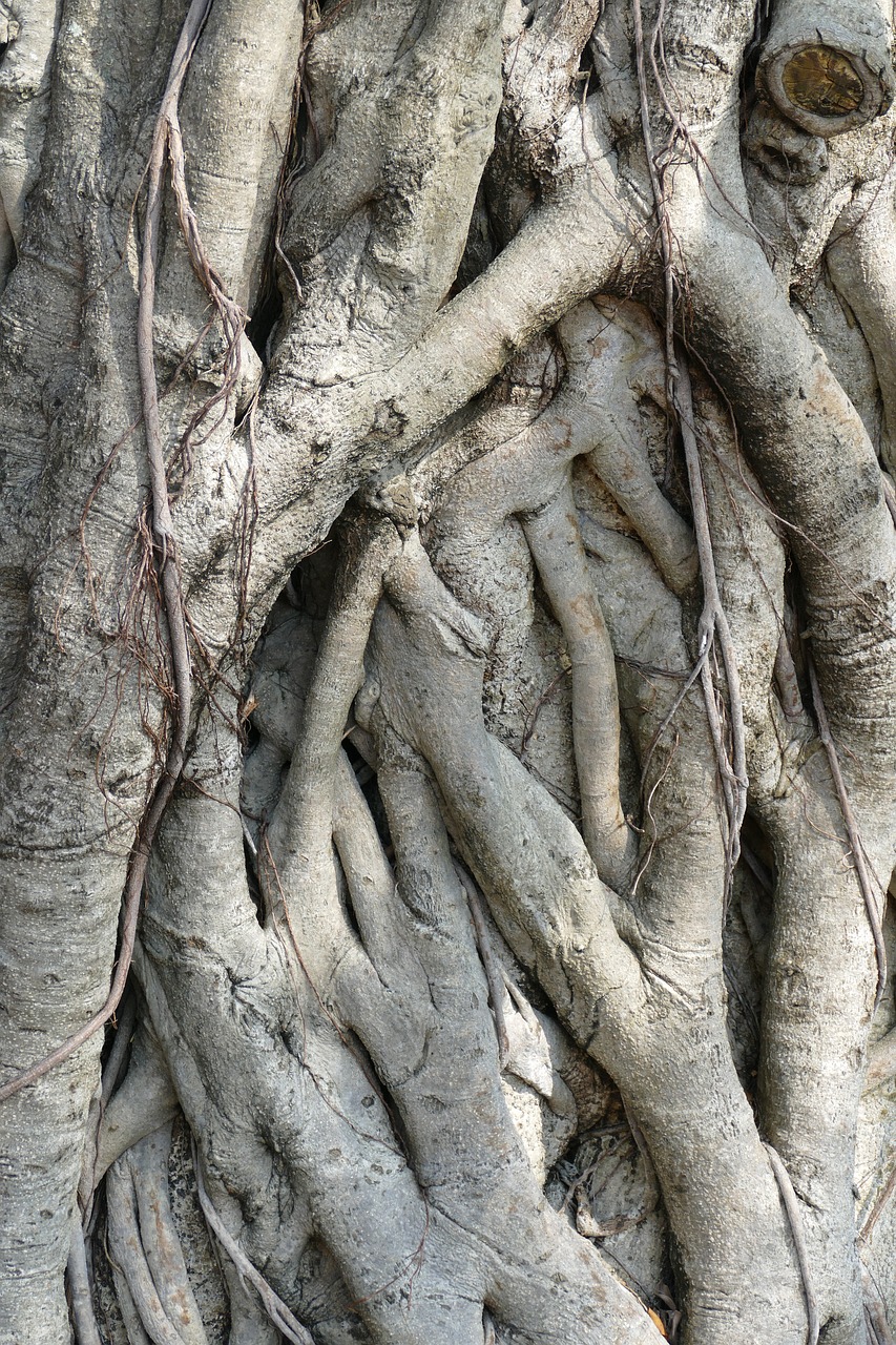 tree root nature free photo