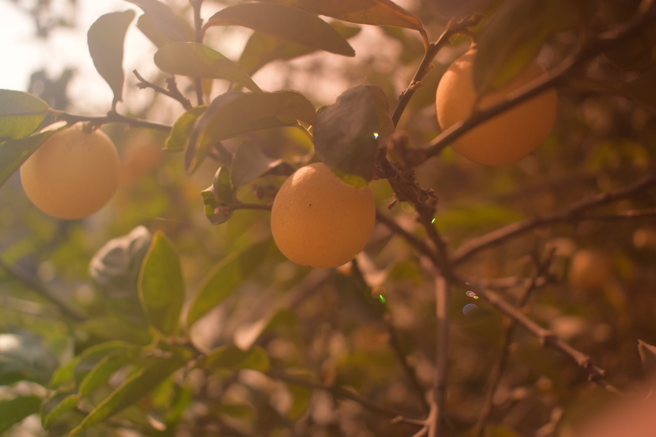 tree fruit green free photo