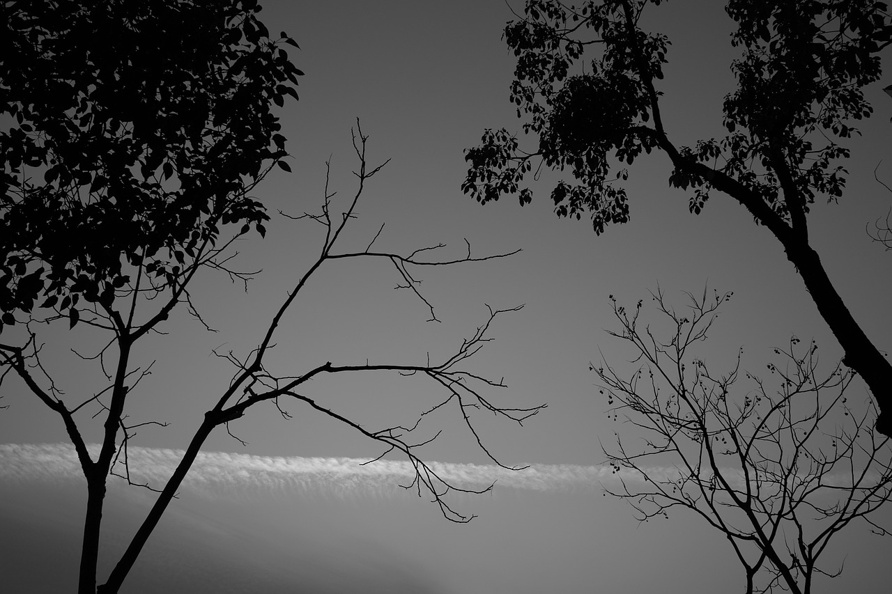 tree monochrome landscape free photo