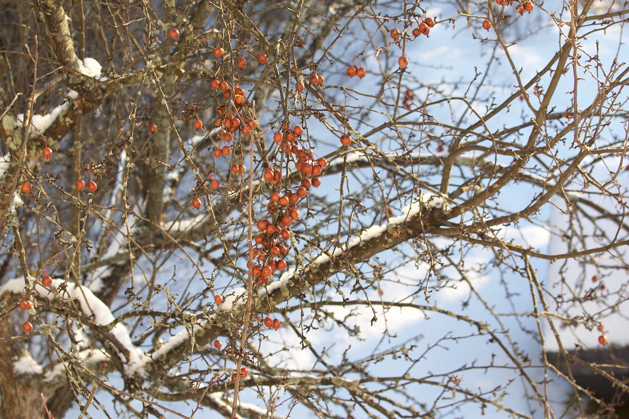 tree apple fruit tree free photo