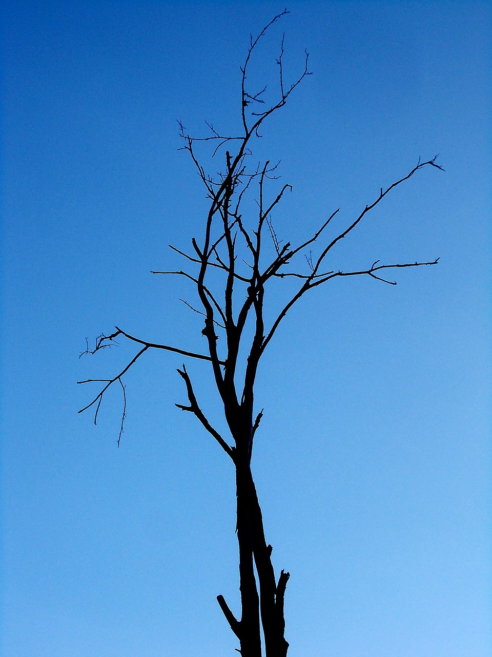 tree single sky free photo