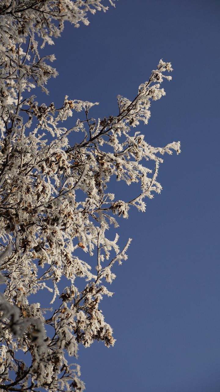 tree maple white free photo