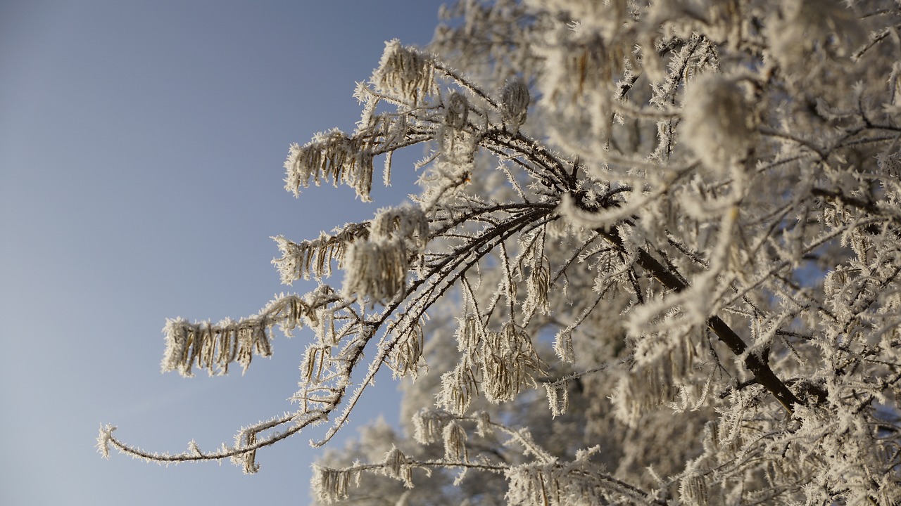 tree winter ice free photo