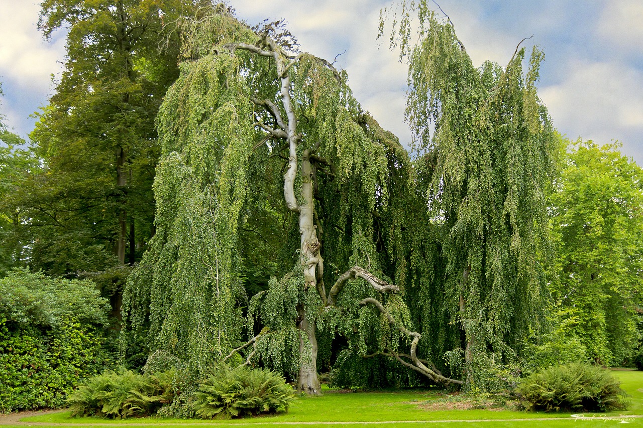 tree landscape trees free photo