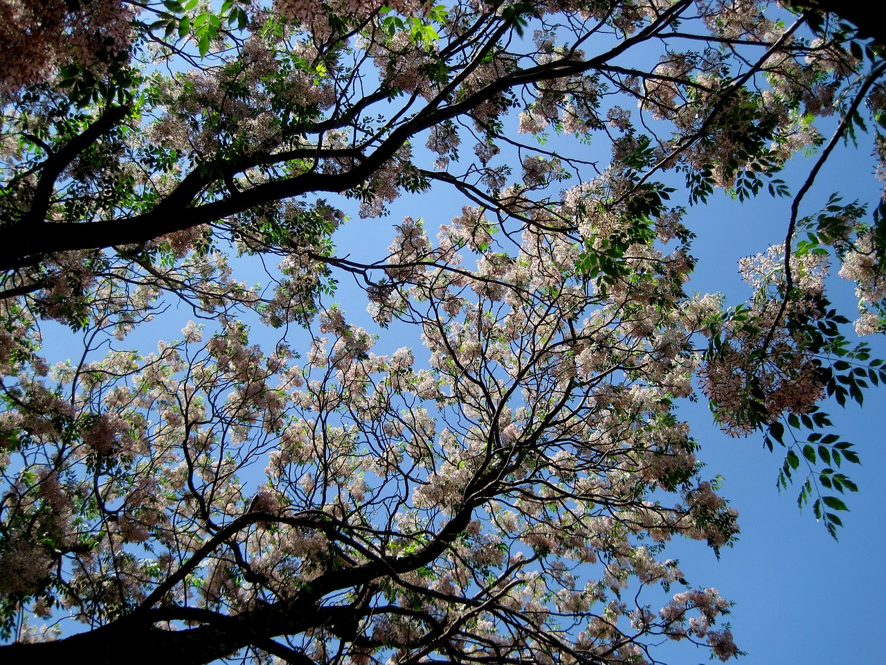 tree flowering blooming free photo