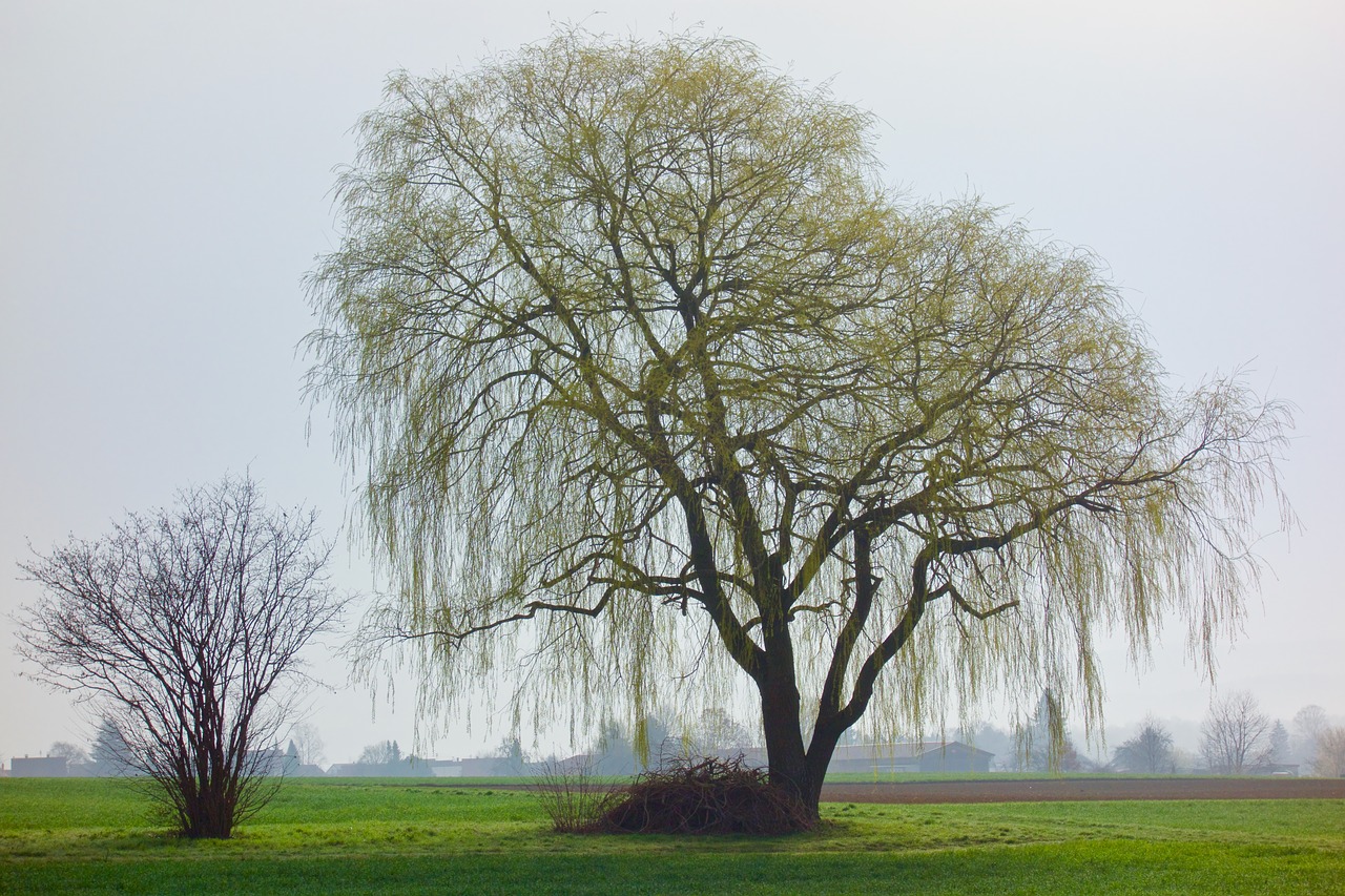 tree forest nature free photo