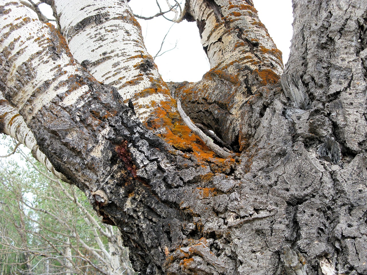 tree lichen trunk free photo