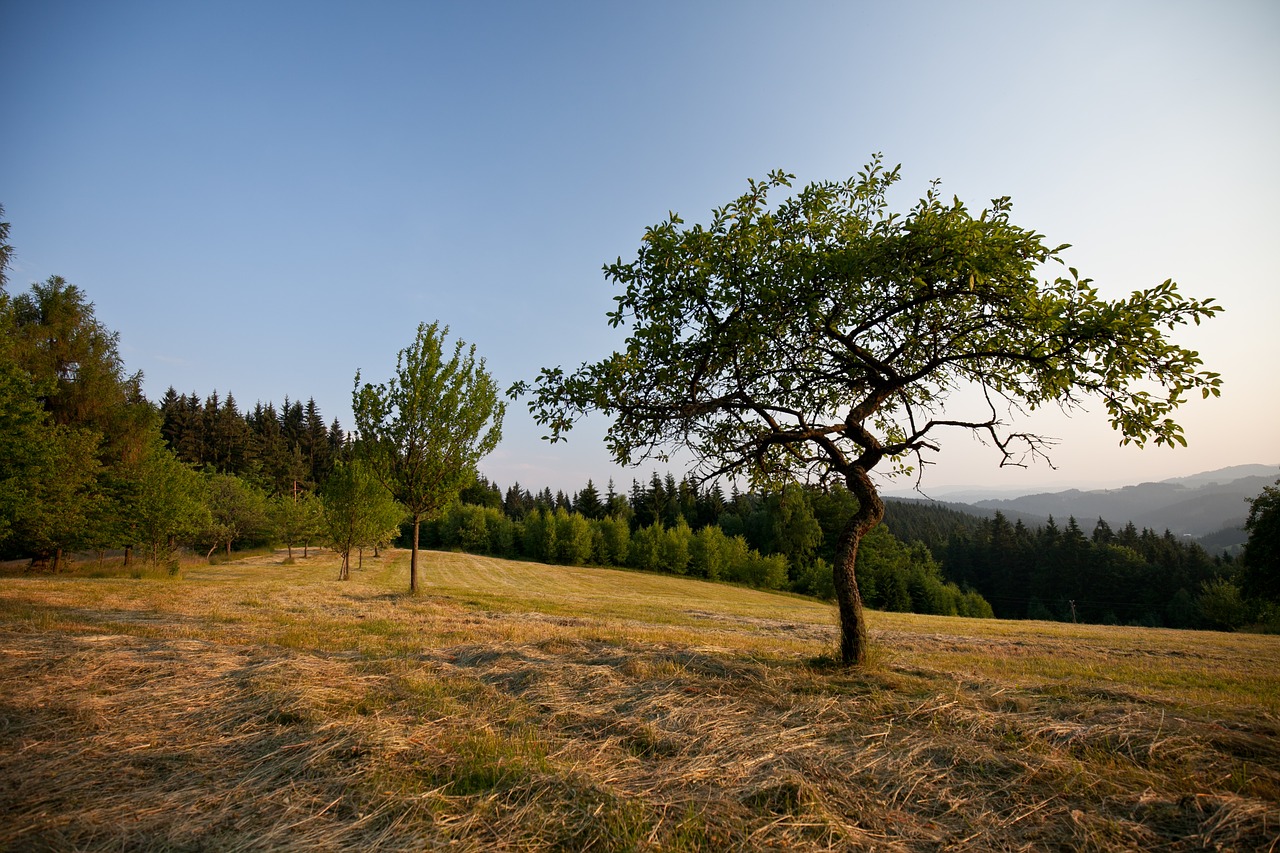 tree grass landscape free photo