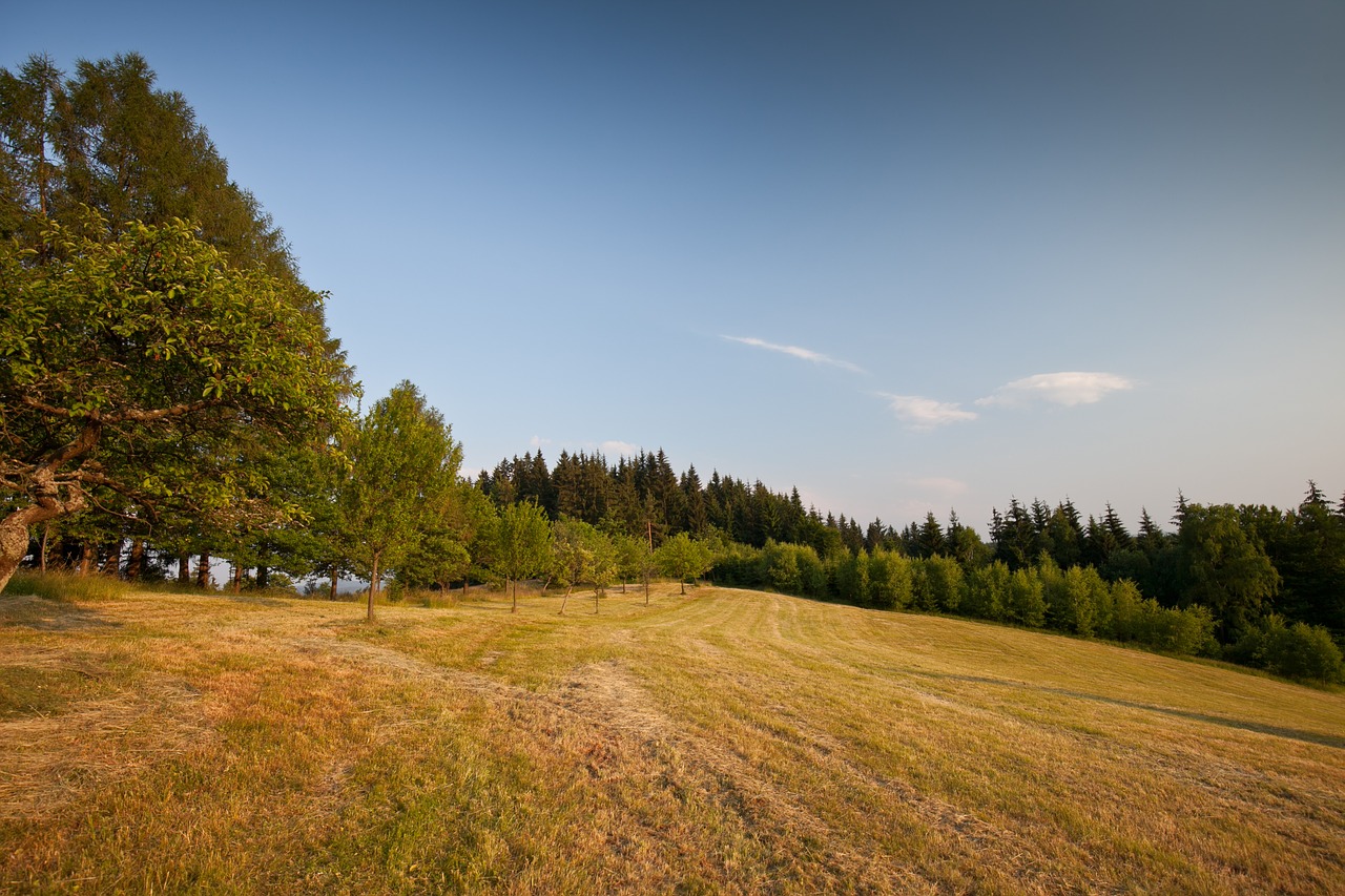 tree grass landscape free photo