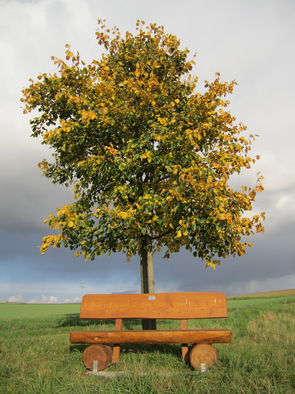 tree bank resting place free photo