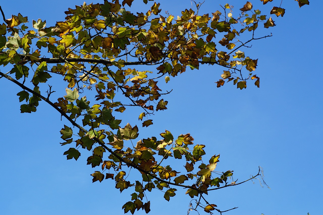 tree leaves green free photo