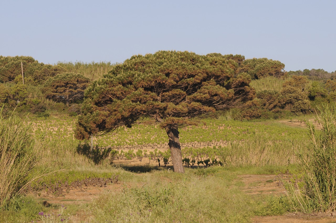 tree mediterranean sea free photo