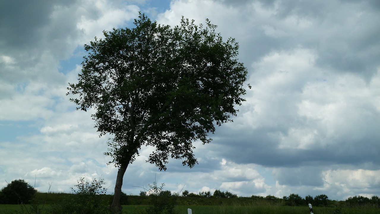 tree sky landscape free photo