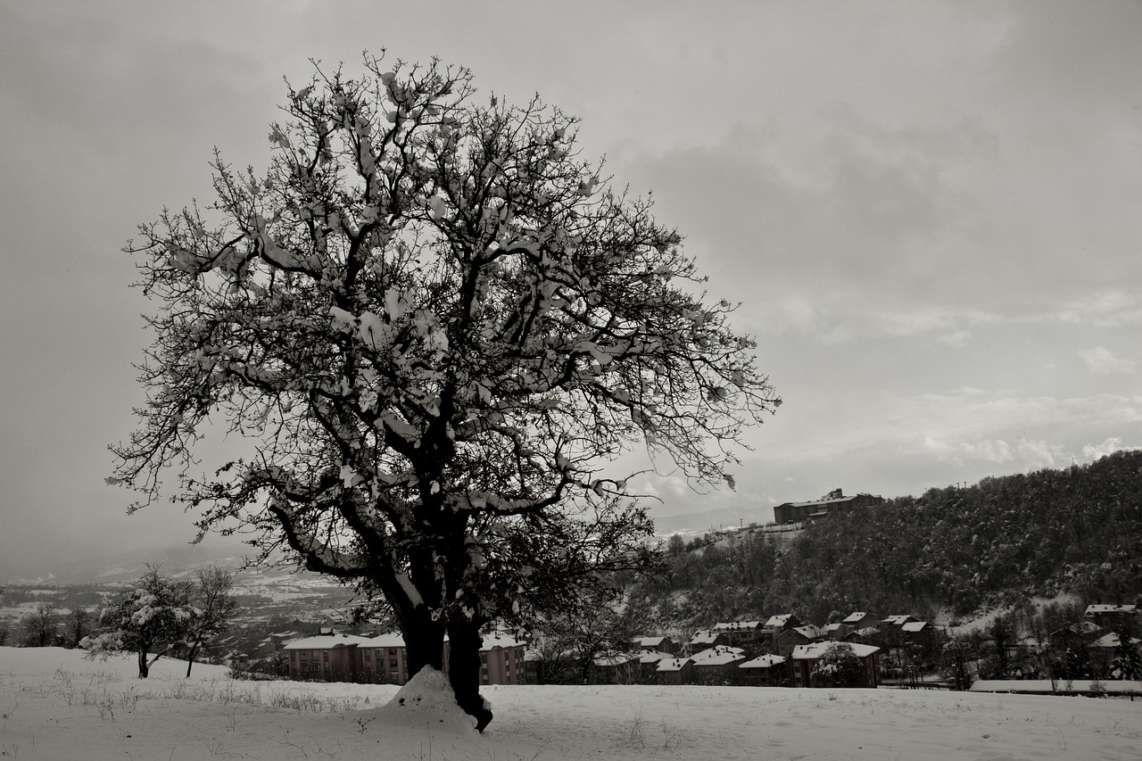 tree snow winter free photo