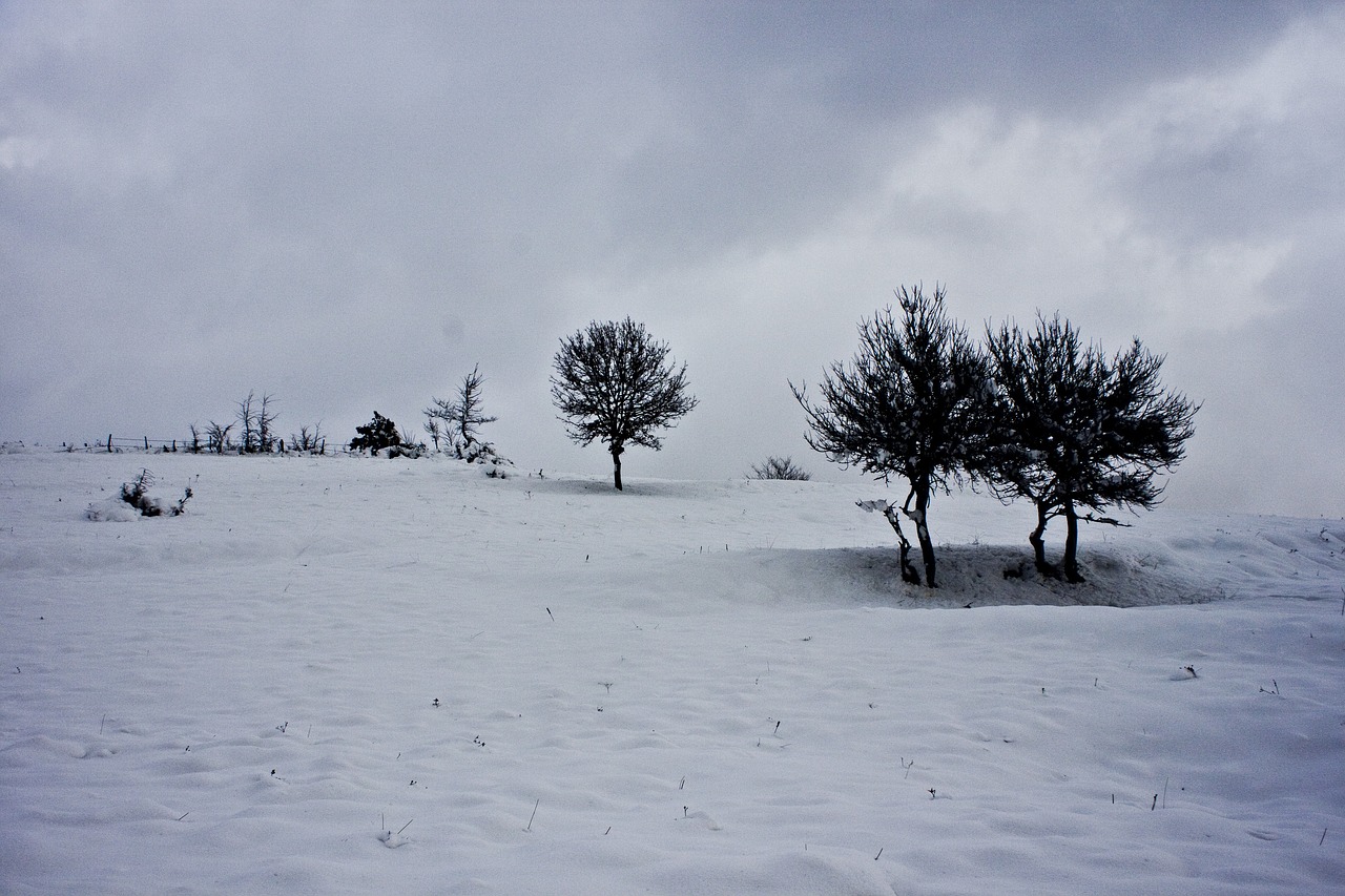 tree snow winter free photo