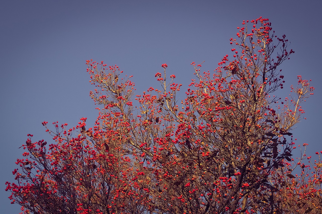 tree nature thorn apple free photo