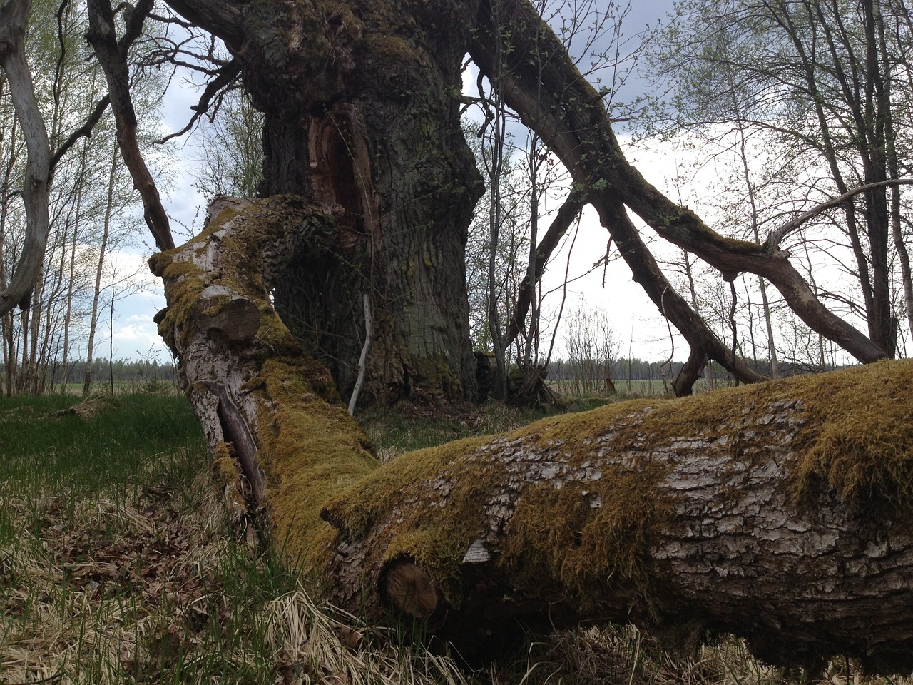 tree the picturesque macro free photo