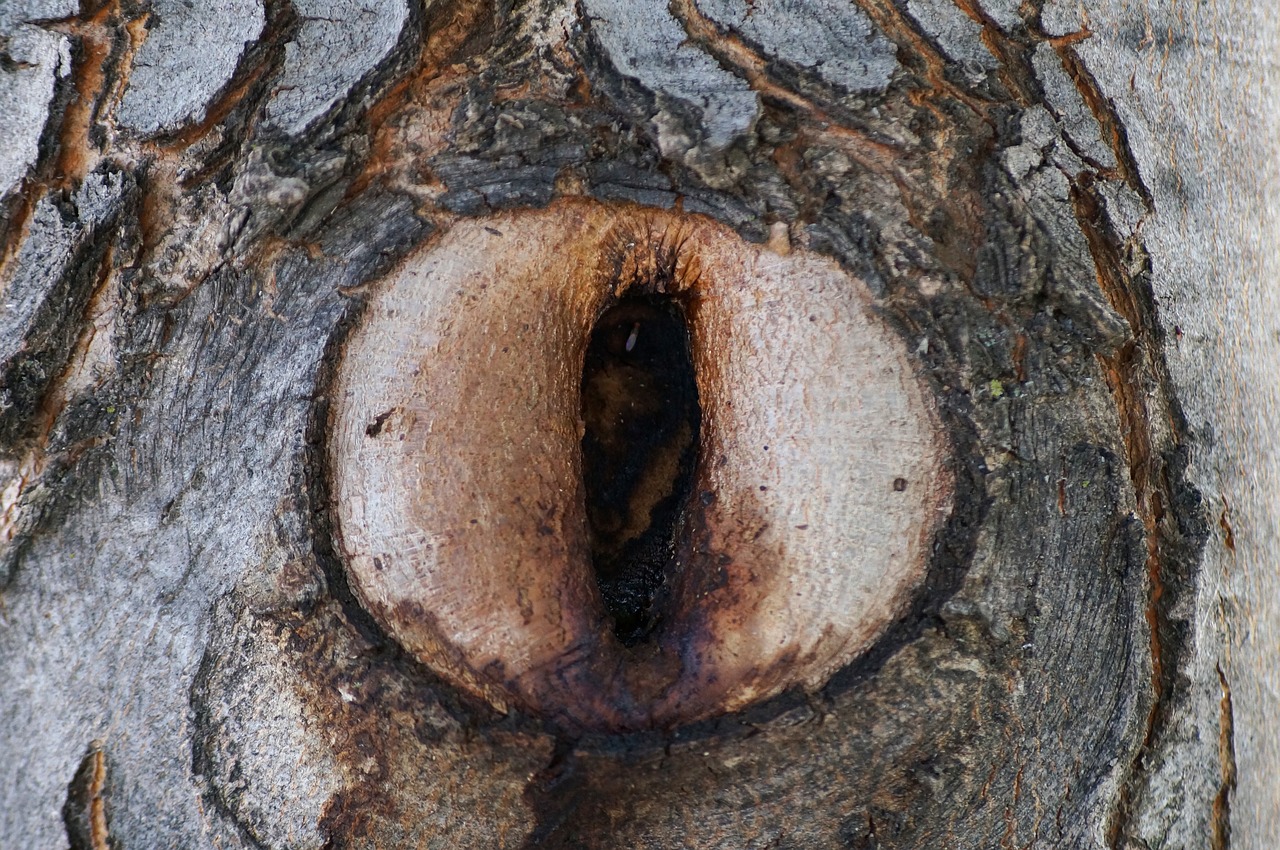 tree eye knothole free photo