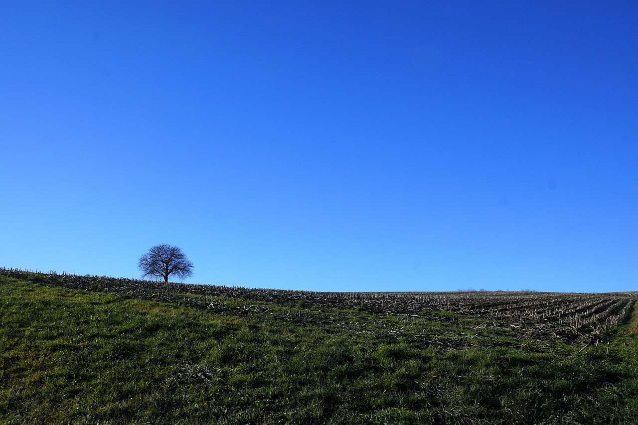 tree meadow nature free photo