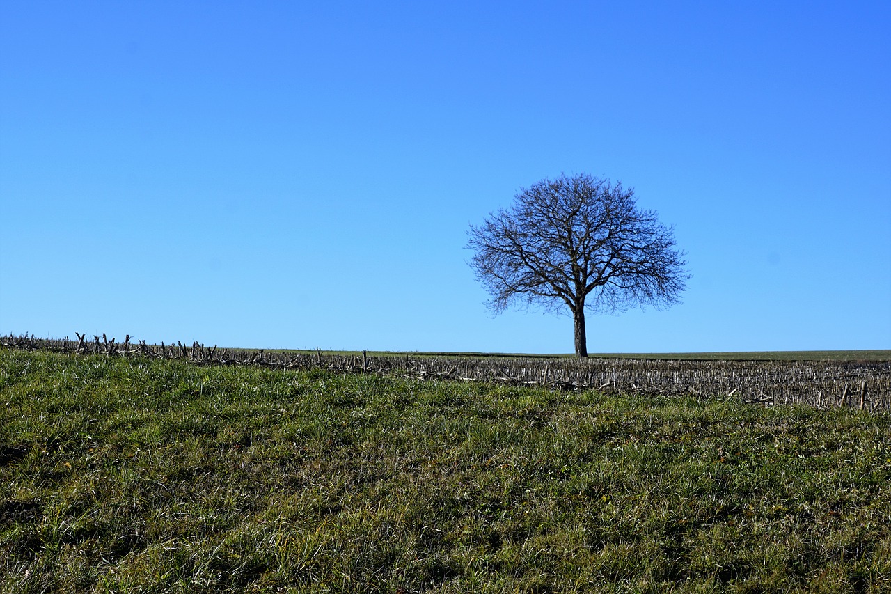 tree meadow nature free photo