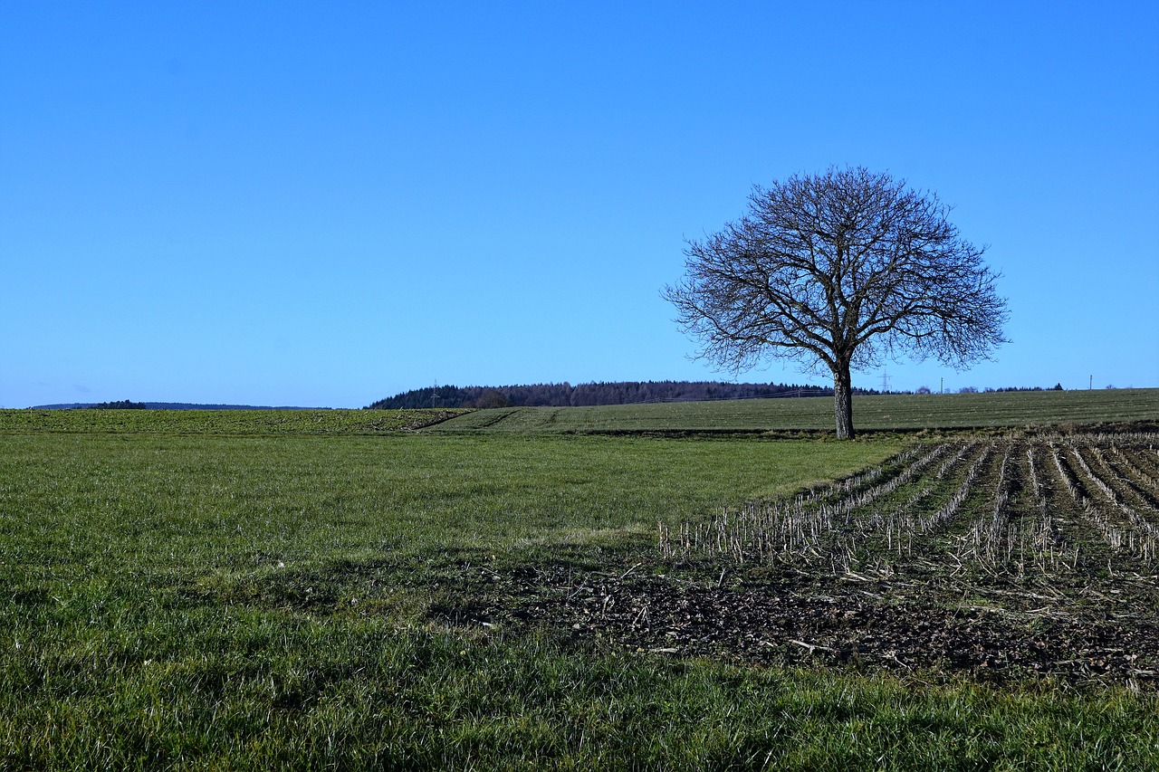 tree meadow nature free photo