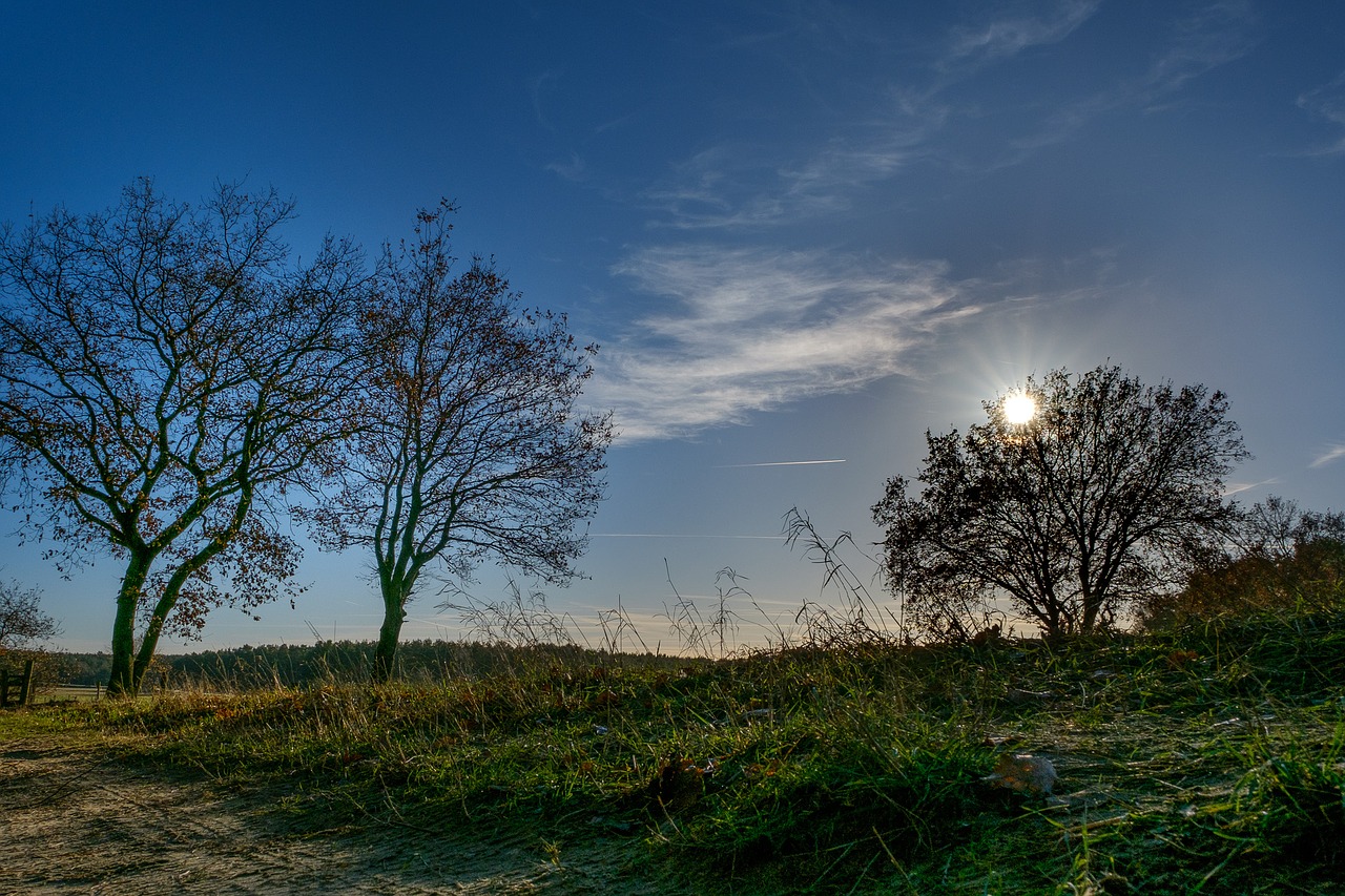 tree sky blue free photo