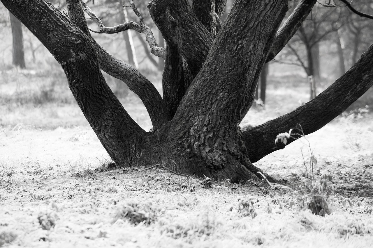 tree bark log free photo