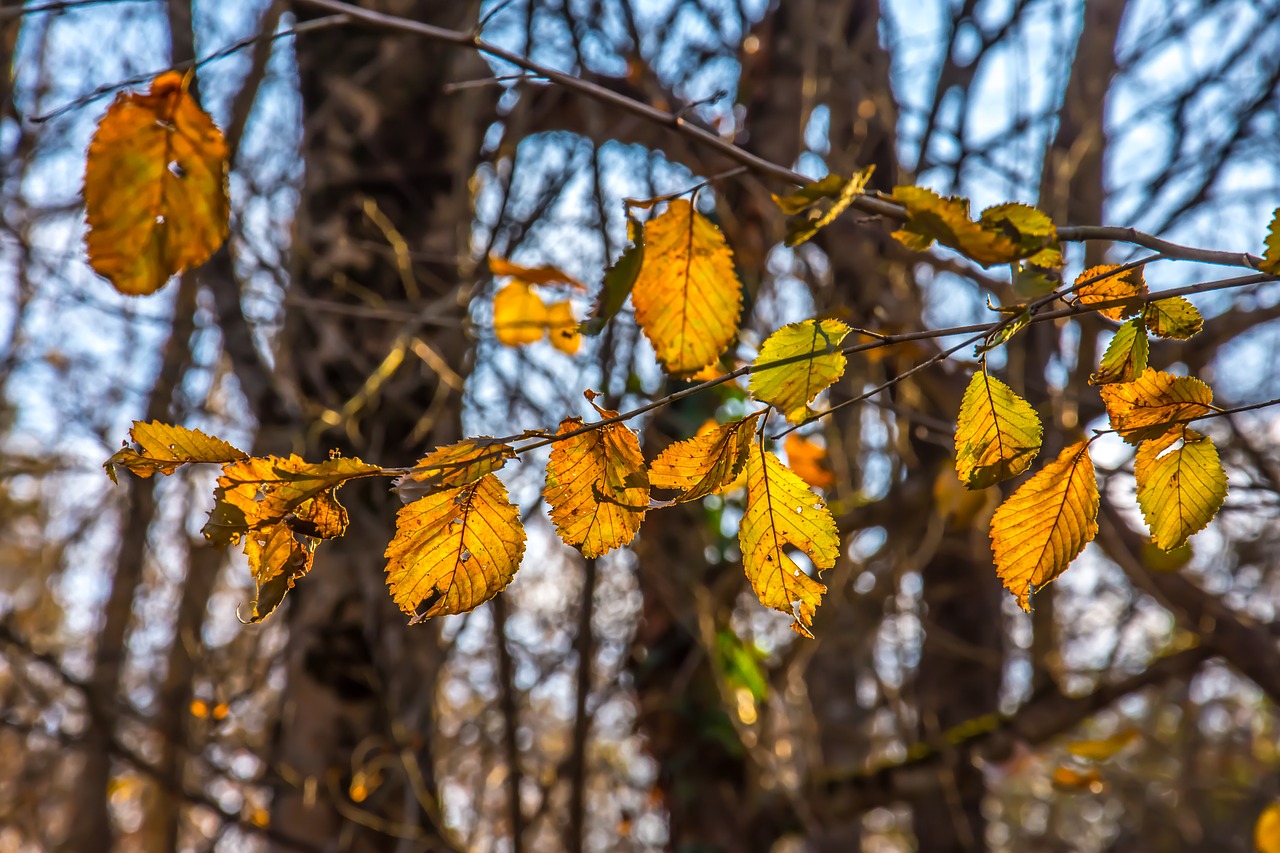 tree autumn nature free photo