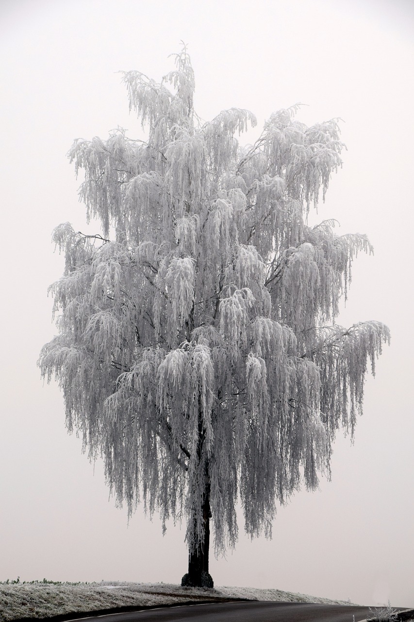 tree winter wintry free photo