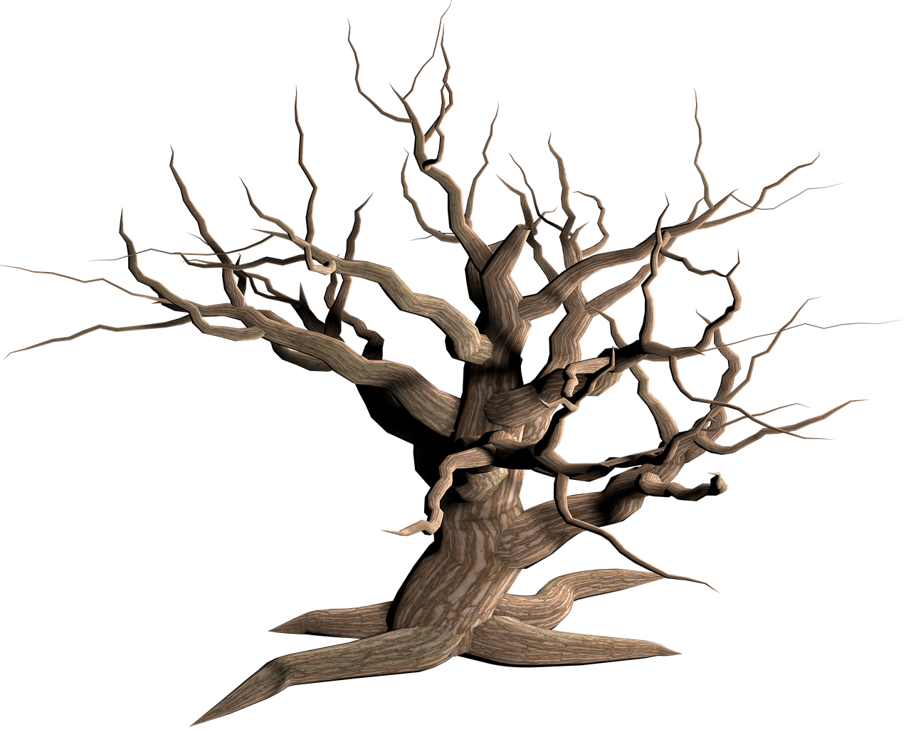 tree isolated dead plant free photo