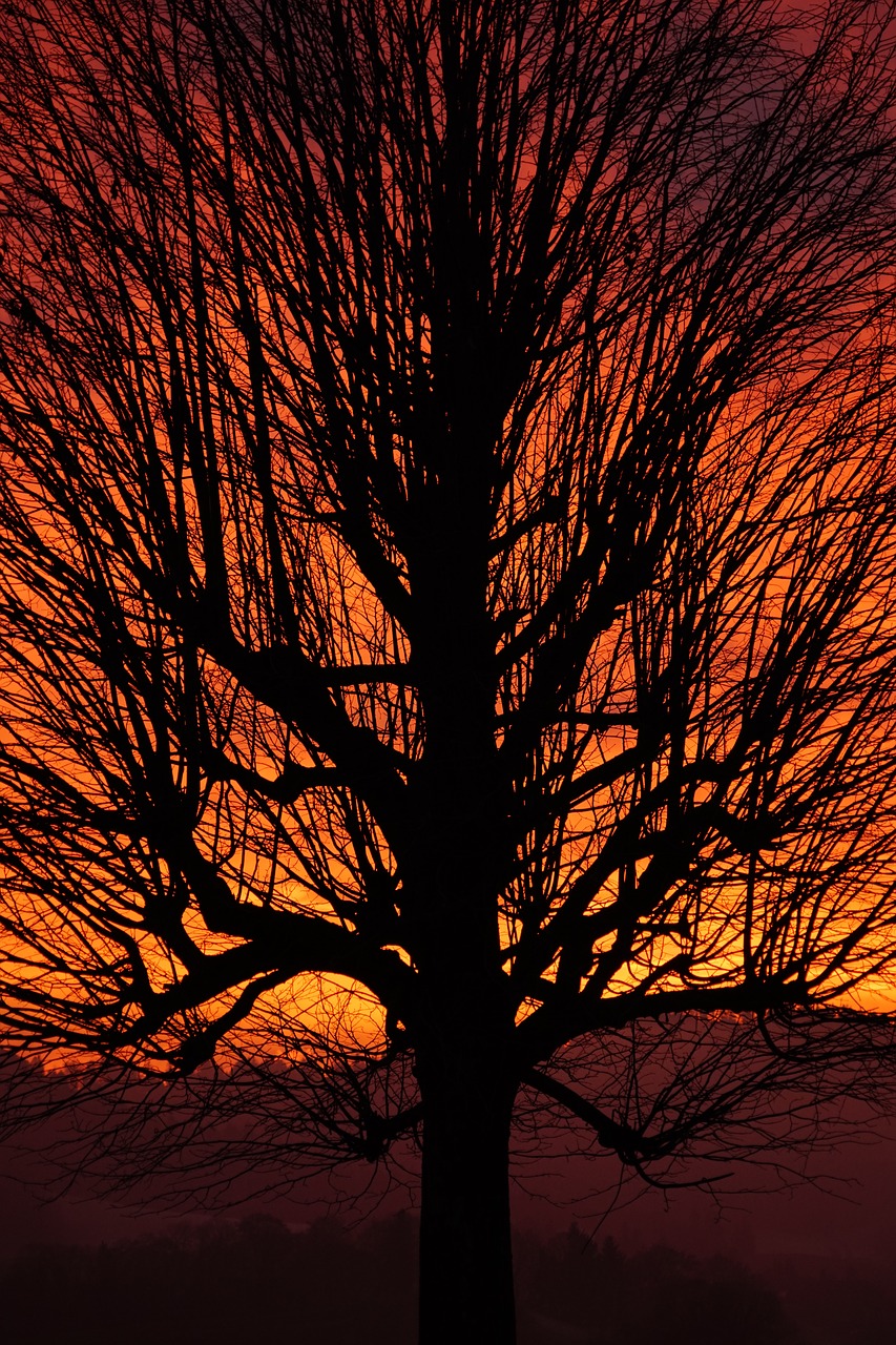 tree sunset aesthetic free photo