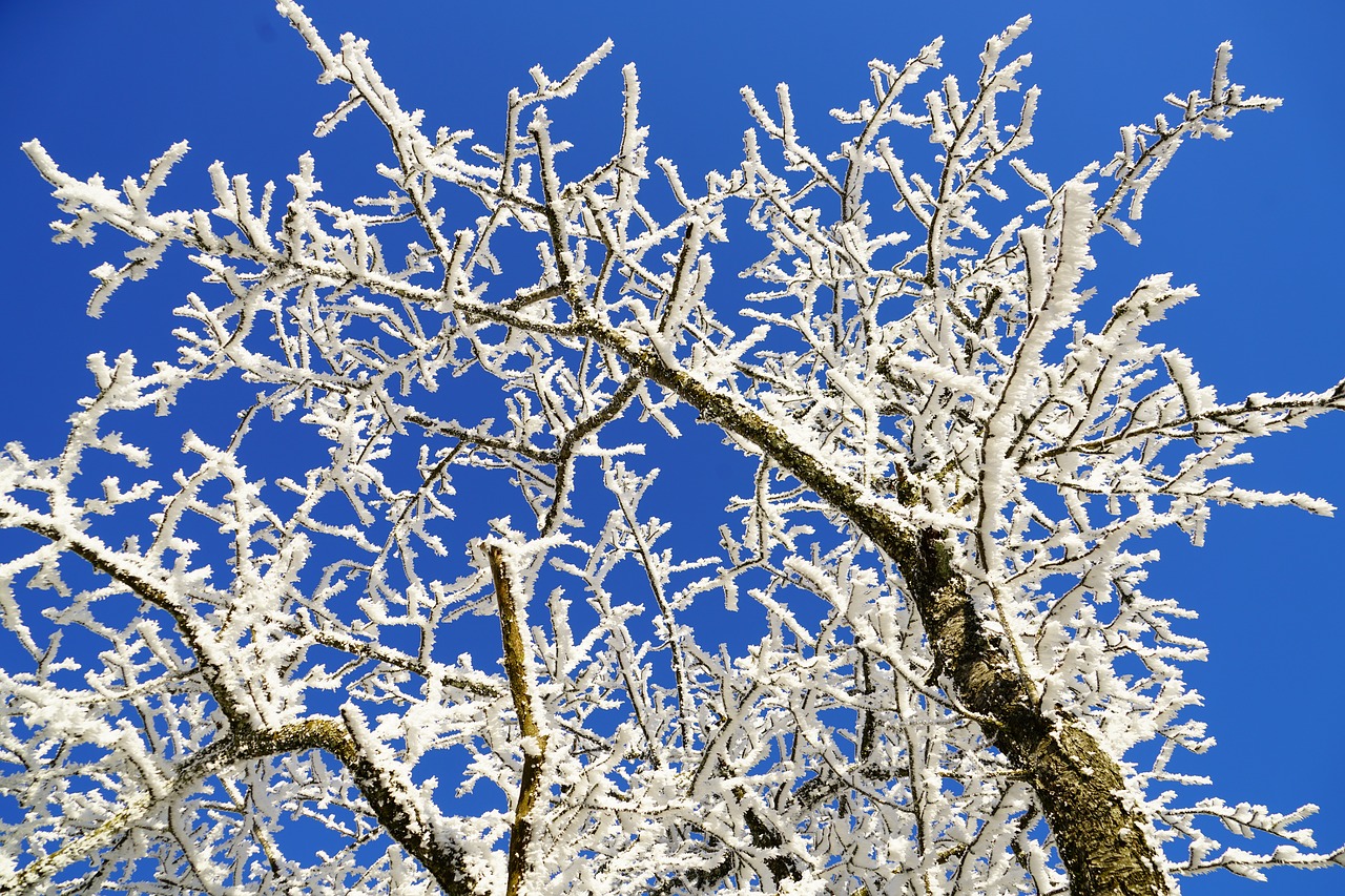 tree hoarfrost branch free photo