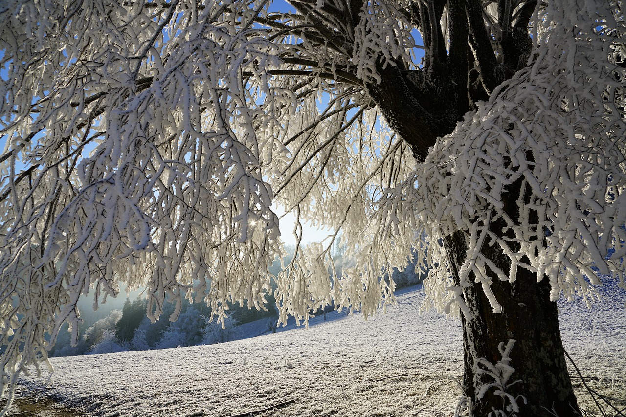 tree hoarfrost branch free photo