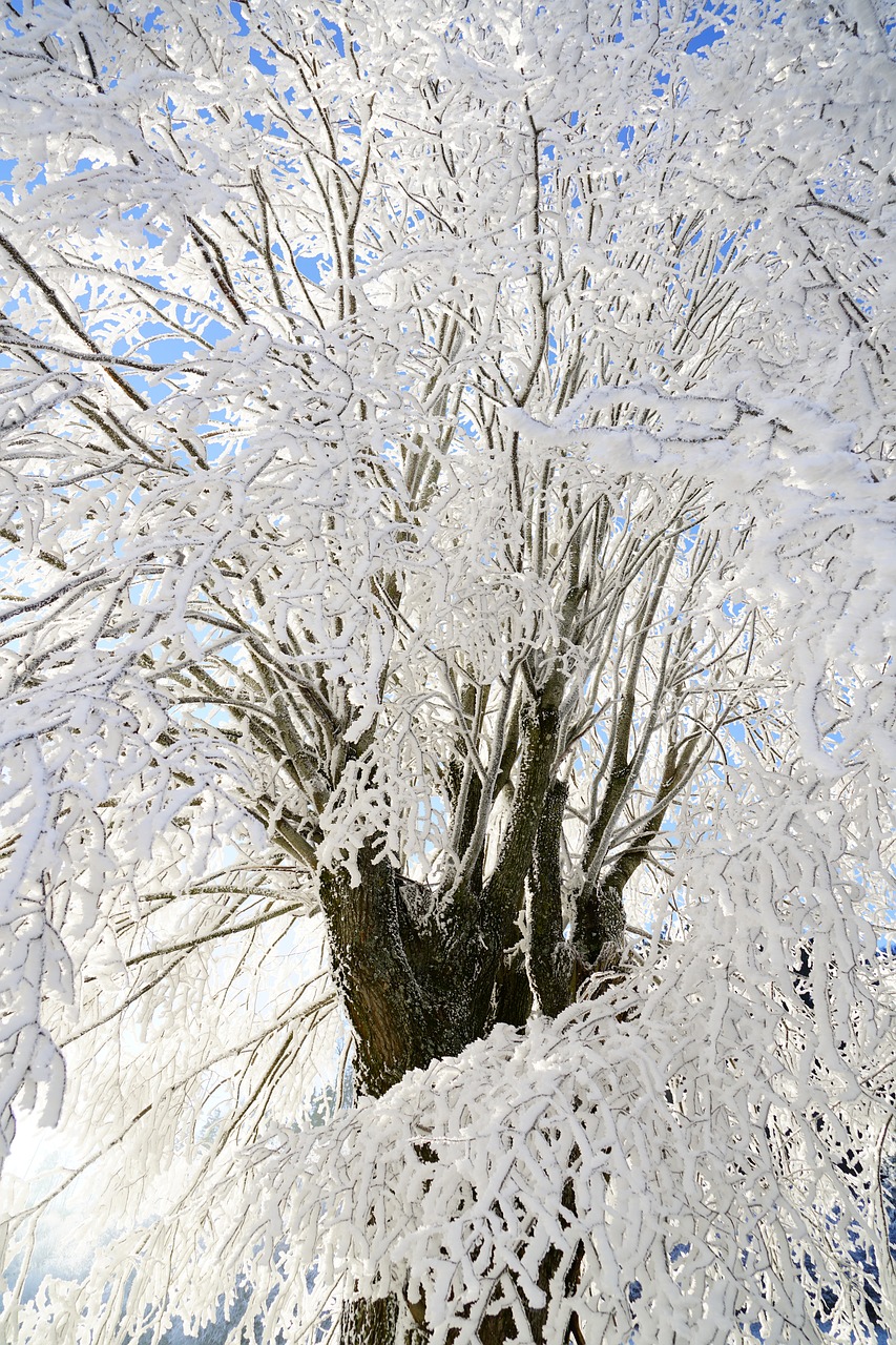 tree hoarfrost branch free photo