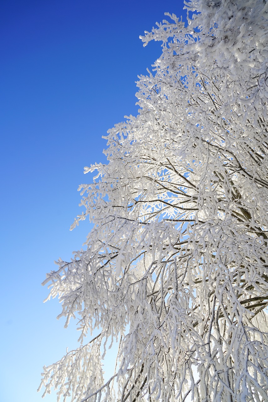 tree hoarfrost branch free photo