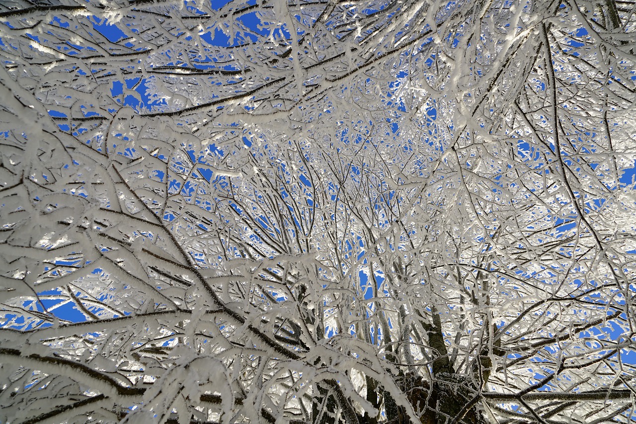 tree hoarfrost branch free photo